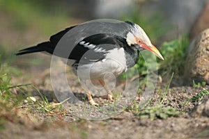 Asian pied starling