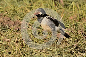 Asian pied starling