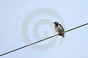 Asian Pied Starling(Gracupica contra)