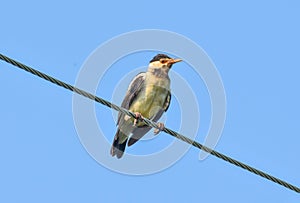 Asian Pied Starling (Pied Myna) photo