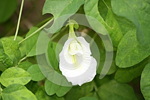 Asian pigeonwing’s (Clitoria ternatea) white flower among green foliage : (pix Sanjiv Shukla)