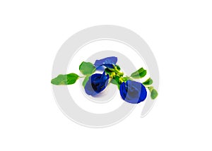 Asian pigeonwings or butterfly pea, Clitoria ternatea flower with fresh leaves isolated on white