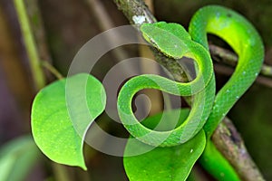 Asian Pit Viper