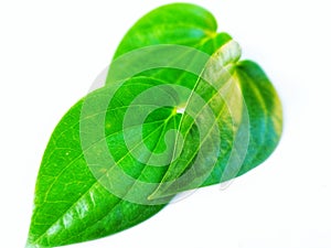 Asian plant betel leaf on white background