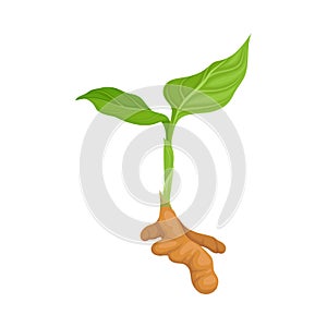 Asian Plant Curcuma With Green Leaves And Rout Vector Illustration