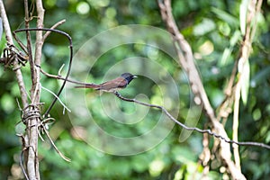 Asian Pradise Flycatcher