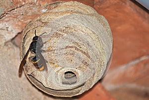 An Asian predatory wasp on its nest (Vespa Velutina)