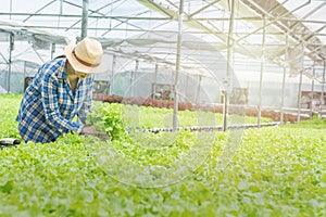 Asian pretty woman pick green oak in greenhouse hydroponics organic nursery farm,Small business entrepreneur and organic vegetable