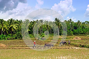 Asian primitive farming