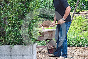 Asian professional gardener use shovels to prepare soil on wheelbarrows for planting ornamental plants in garden. Farmer with