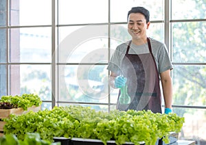 Asian professional male farmer gardener worker in apron holding using fogger spraying water to fresh raw organic green leaf salad