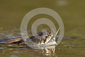 Asian Python in river in Nepal