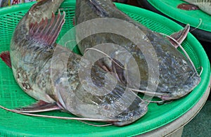 Asian redtail catfish