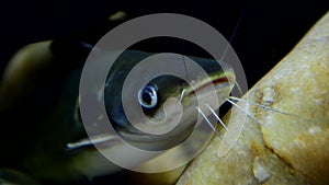 Asian redtail catfish on underwater.