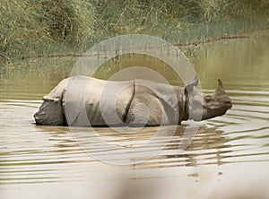 Asian rhino one horned crossing a river in Bardiya National Park in Nepal