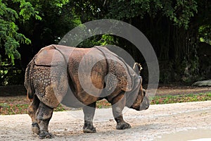 Asian rhino walking