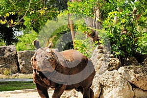 Asian rhinoceros