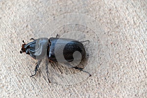 Asian rhinoceros beetle on Concrete walkway