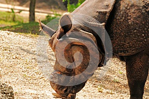 Asian rhinoceros eating