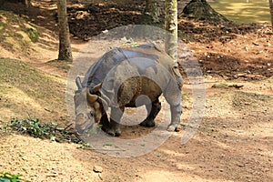 Asian Rhinoceros in Indian zoological Park