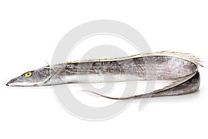 Ribbonfish