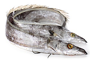 Ribbonfish