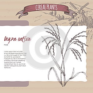Asian rice aka Oryza sativa sketch. Cereal plants collection. photo