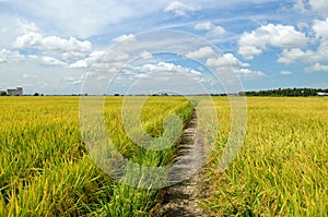 The Asian rice crop at Sekinchan, Malaysia