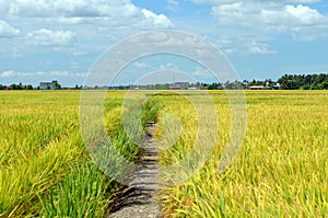 The Asian rice crop at Sekinchan, Malaysia