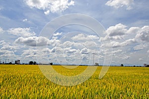 The Asian rice crop at Sekinchan, Malaysia