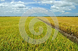 The Asian rice crop at Sekinchan, Malaysia