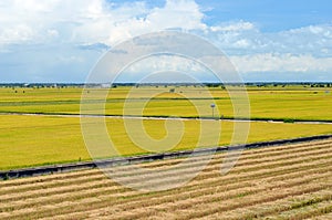 The Asian rice crop at Sekinchan, Malaysia