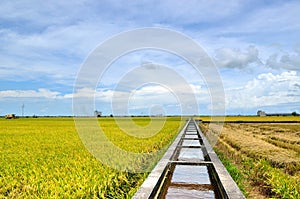 The Asian rice crop at Sekinchan, Malaysia