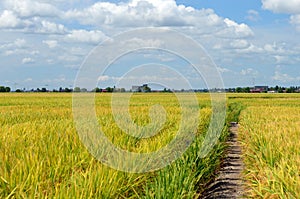 The Asian rice crop at Sekinchan, Malaysia