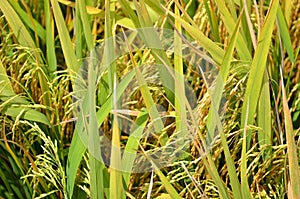 The Asian rice crop at Sekinchan, Malaysia