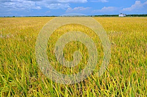 The Asian rice crop at Sekinchan, Malaysia