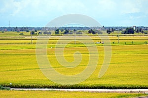 The Asian rice crop at Sekinchan, Malaysia