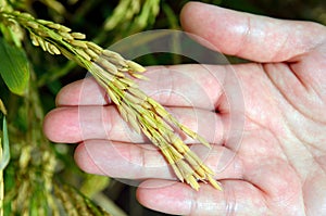 The Asian rice crop at Sekinchan, Malaysia