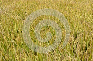 The Asian rice crop at Sekinchan, Malaysia