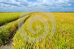 The Asian rice crop at Sekinchan, Malaysia