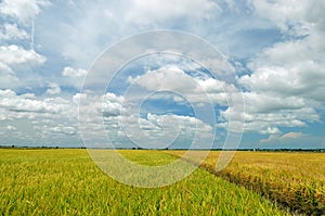 The Asian rice crop at Sekinchan, Malaysia