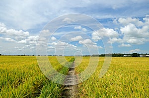 The Asian rice crop at Sekinchan, Malaysia