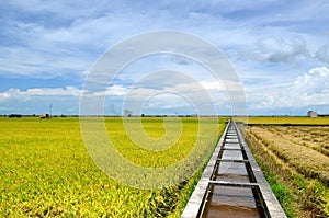 The Asian rice crop at Sekinchan, Malaysia