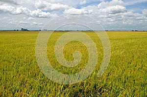 The Asian rice crop at Sekinchan, Malaysia