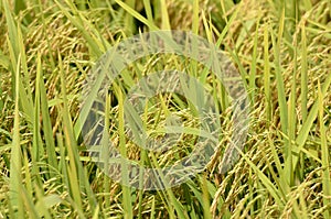 The Asian rice crop at Sekinchan, Malaysia