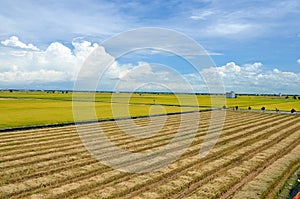 The Asian rice crop at Sekinchan, Malaysia