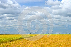 The Asian rice crop at Sekinchan, Malaysia