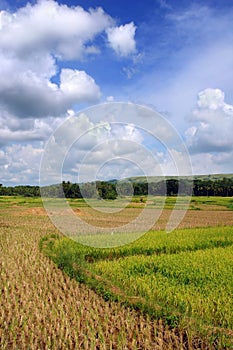 Asian Rice Field