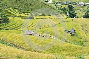 Asian rice field in harvesting season in Mu Cang Chai, Yen Bai, Vietnam. Terraced paddy fields are used widely in rice, wheat and