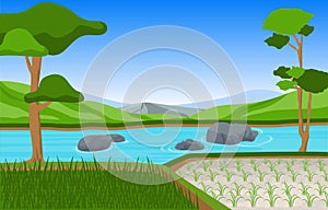 Asian Rice Field Paddy Plantation Agriculture Landscape Illustration